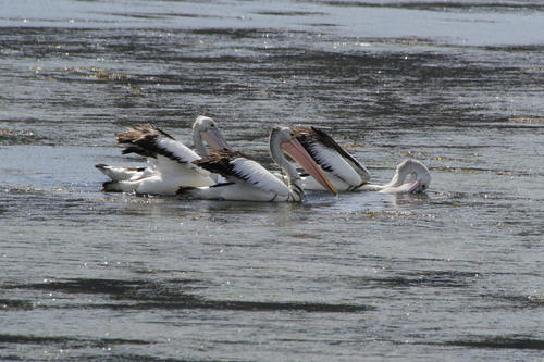 Australian Pelican (Pelecanus conspicillatus), photo 8