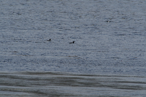 Cormorán Totinegro (Phalacrocorax sulcirostris)