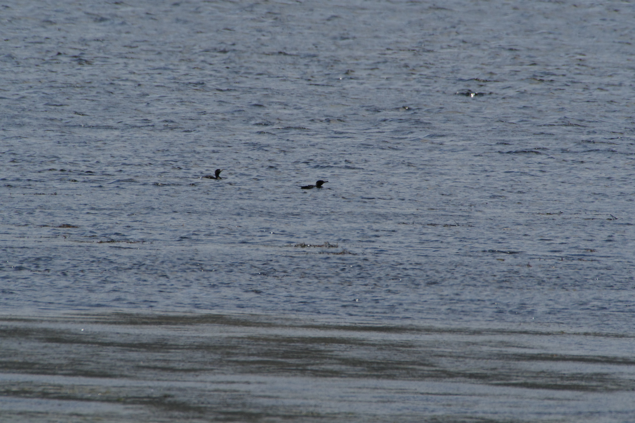 Little Black Cormorant (Phalacrocorax sulcirostris)