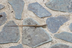 Takydromus kuehnei