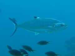 Scomberoides lysan