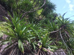 Dracaena