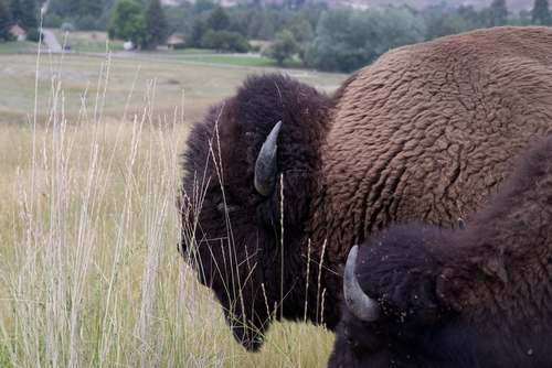American Bison photographed in Montana