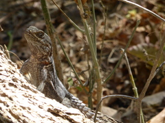 Oplurus cyclurus
