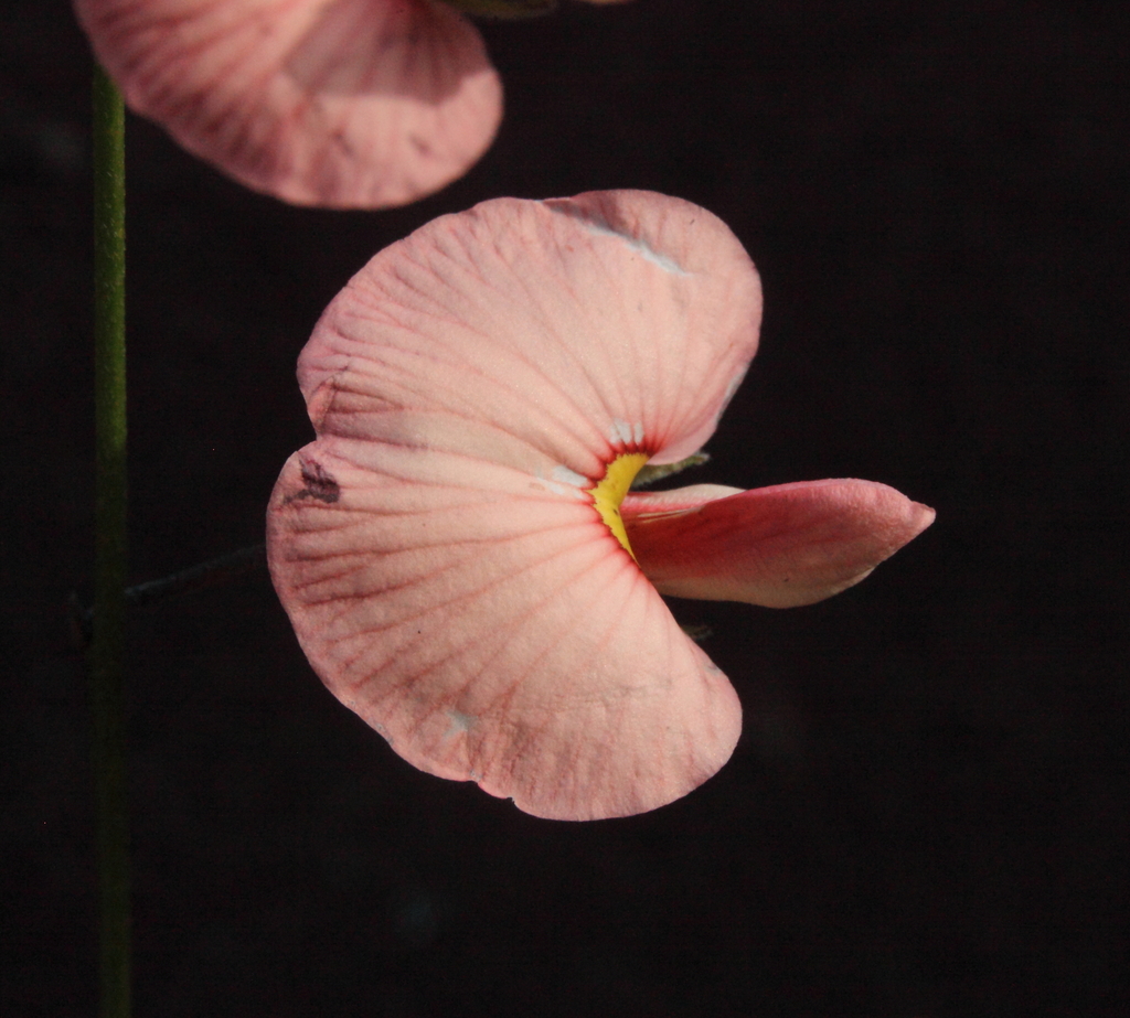 Isotropis drummondii
