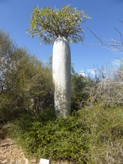 Pachypodium geayi