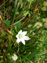 Sisyrinchium albidum