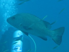 Lutjanus argentimaculatus