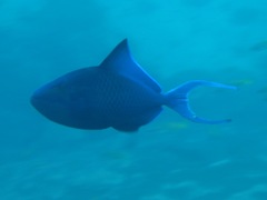Odonus niger