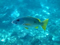 Lutjanus monostigma