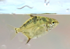 Tiete Pacu photo 2