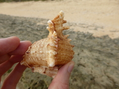 Chicoreus ramosus