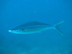 Elagatis bipinnulata