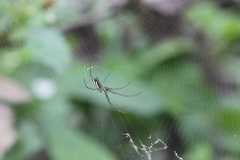 Leucauge blanda