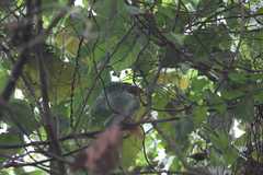 Erpornis zantholeuca