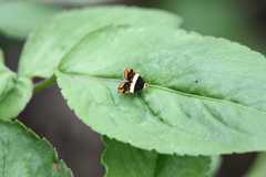 Choreutis xanthogramma