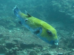 Arothron caeruleopunctatus