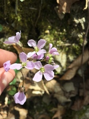 Cardamine douglassii