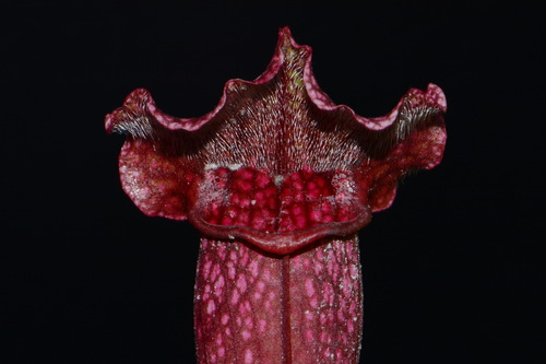 Sarracenia mitchelliana