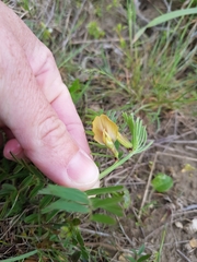 Vicia biebersteinii