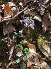 Cardamine douglassii