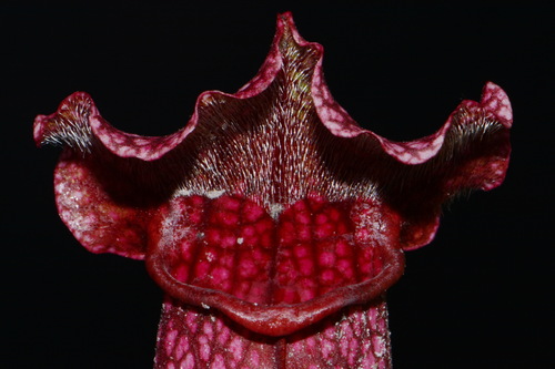 Sarracenia × mitchelliana, photograph 1