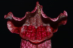 Sarracenia × mitchelliana, photograph Brian Finzel, CC BY-SA, iNaturalist via GBIF
