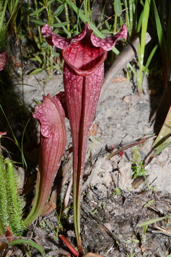 Sarracenia × mitchelliana, photograph 2