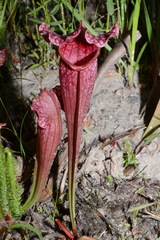 Sarracenia × mitchelliana, photograph Brian Finzel, CC BY-SA, iNaturalist via GBIF