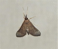 Piletocera macroperalis