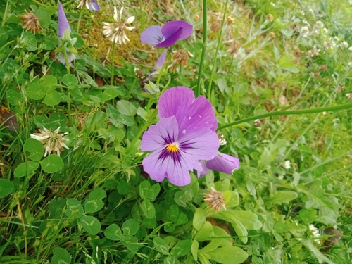 Foto de Violeta