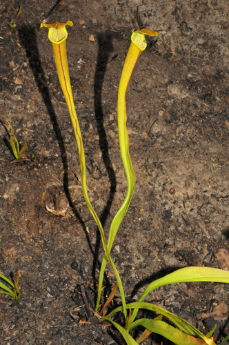 Alabama canebrake pitcher plant (Sarracenia alabamensis)