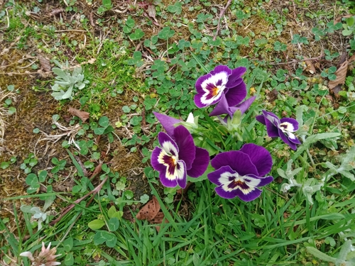Foto de Violeta