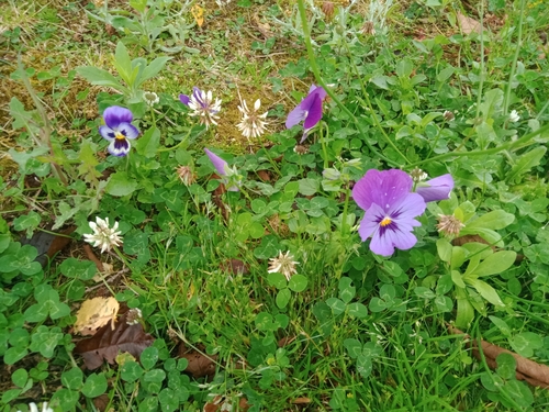 Foto de Violeta