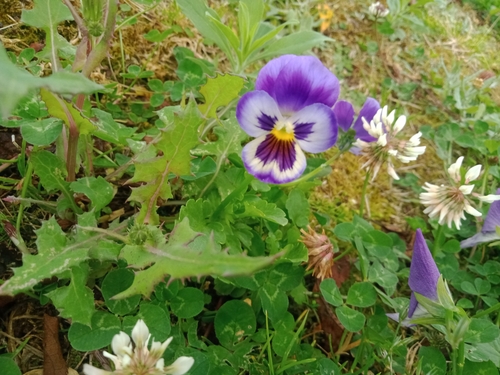 Foto de Violeta