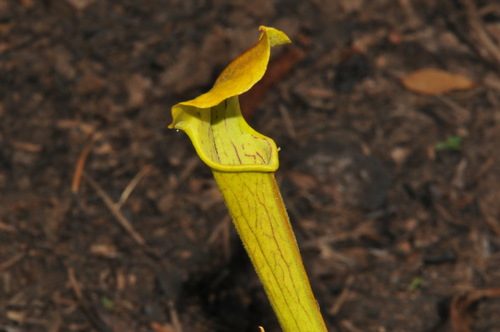 Image of Sarracenia alabamensis by (c) Brian Finzel, some rights reserved (CC BY-SA)
