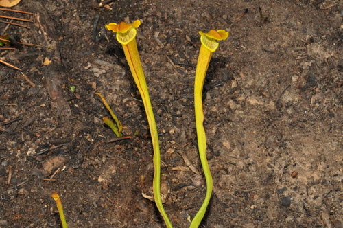 Image of Sarracenia alabamensis by (c) Brian Finzel, some rights reserved (CC BY-SA)