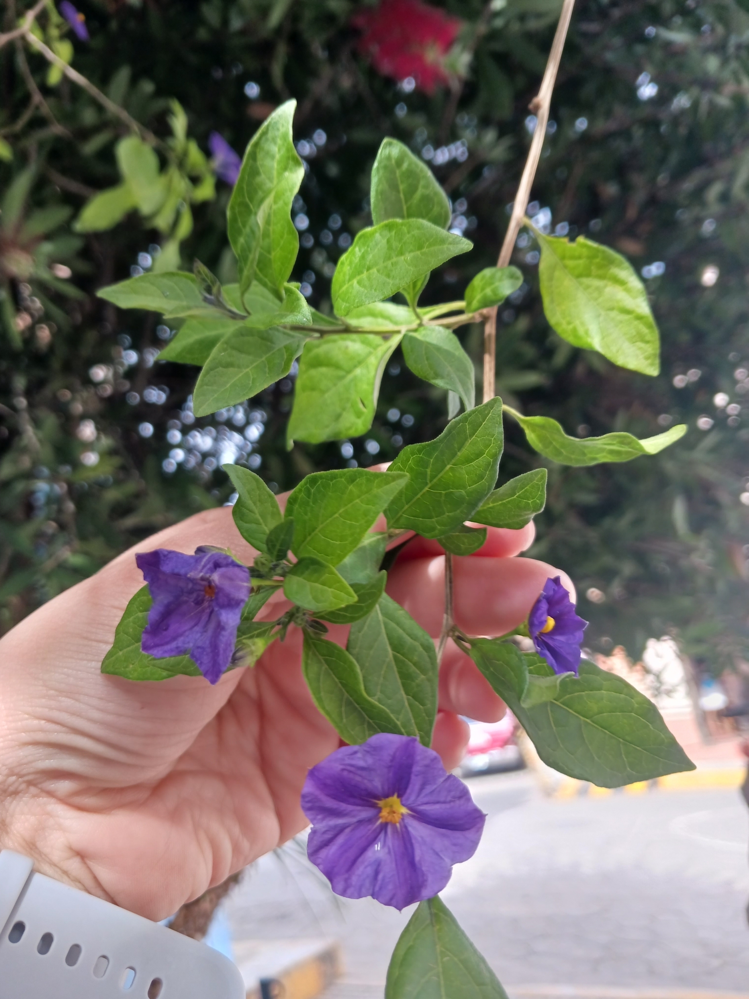 Imagem de Mirtilo-azul