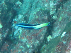 Labroides bicolor