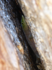 Phelsuma standingi