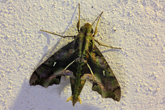 Hemeroplanes ornatus