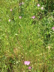 Sidalcea malviflora