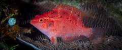 Thrush Sneaky Wrasse photo 5