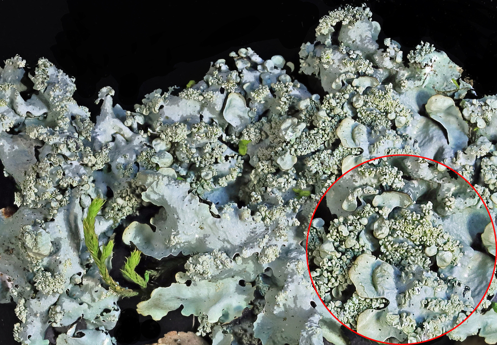 Powdery Axil-bristle Lichen