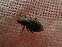 Polydrusus marginatus