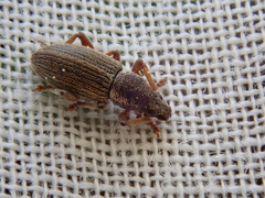 Polydrusus marginatus