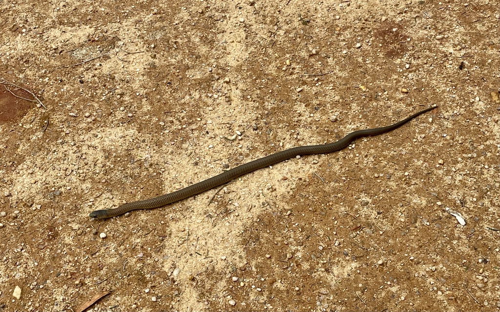 Lowlands Copperhead From Nyora Wonthaggi Rail Trl Dalyston VIC AU On lowlands-copperhead-from-nyora-wonthaggi-rail-trl-dalyston-vic-au-on