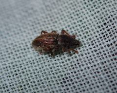 Polydrusus marginatus