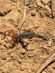 Eremobatidae