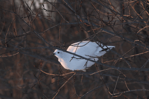 Willow Ptarmigan, Saguenay–Lac-Saint-Jean, QC, Canada, photo 8 of 10